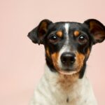 Vom Tierpfleger bis zur Hundeschule: Berufswege im Tierbereich