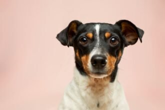 Vom Tierpfleger bis zur Hundeschule: Berufswege im Tierbereich