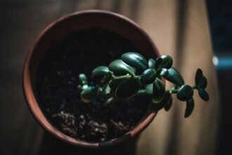 Worauf Mieter vor der Errichtung eines Gewächshauses auf dem Mietgrundstück achten sollten