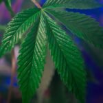 CBD in Deutschland 2026: Rechtslage, THC-Grenzwert und Kaufkriterien