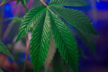 CBD in Deutschland 2026: Rechtslage, THC-Grenzwert und Kaufkriterien