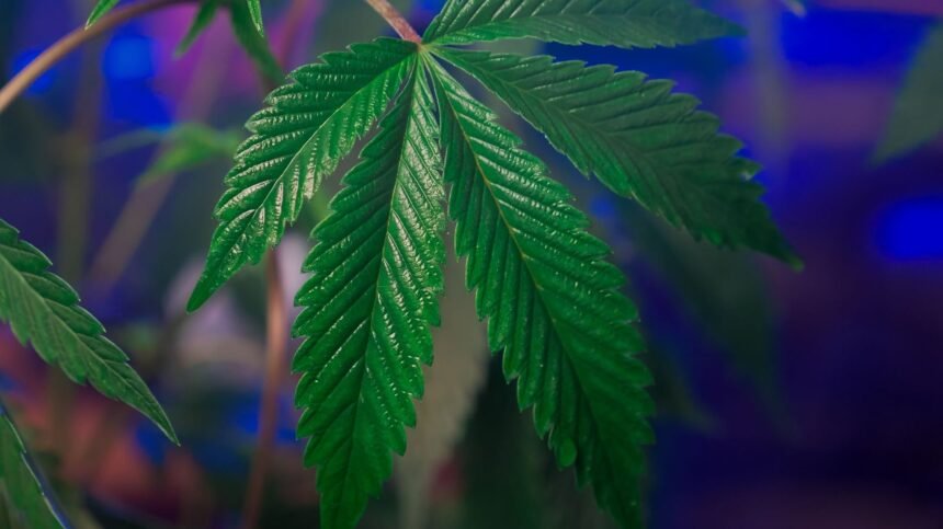 CBD in Deutschland 2026: Rechtslage, THC-Grenzwert und Kaufkriterien