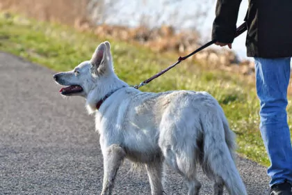 Das Hunde-Gassi-Gesetz - Was Hundebesitzer beachten müssen