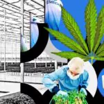 CBD - Legalität und Innovationen